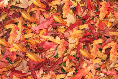 Herbstfarben 31