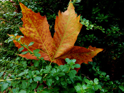 herbstblätter