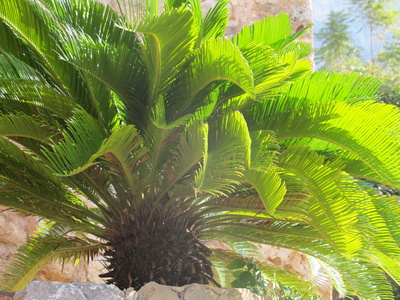Sonnendurchflutete Palme