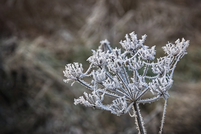 Natur als Künstler Natur als Künstler