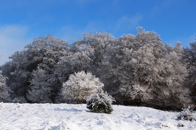 Bäume im Winterkleid