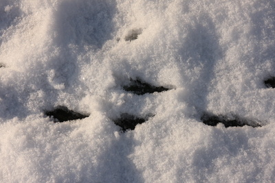 Vogelspur im Schnee