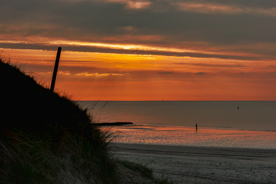 Strandläufer Strandläufer
