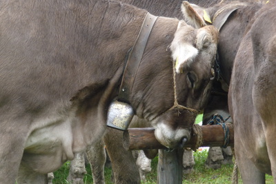 Nickerchen nach Almabtrieb