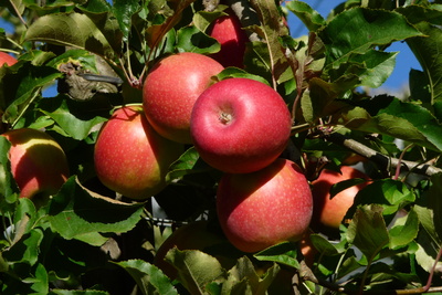 Südtiroler Äpfel