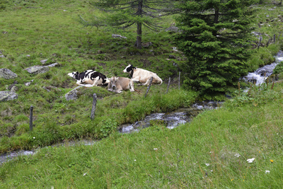 Glückliche Kühe auf der Weide