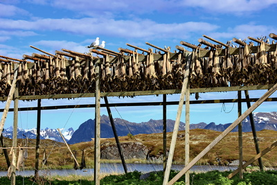 Stockfisch in Norwegen