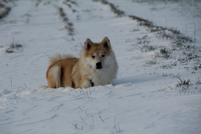 Eurasier im Schnee