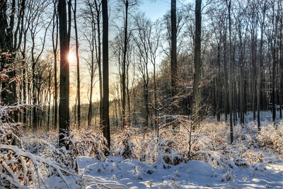 Schnee im Eggegebirge