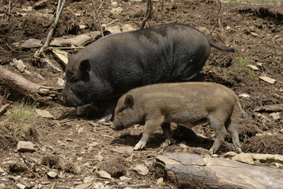 Hängebauchschweine - Eber mit Nachwuchs