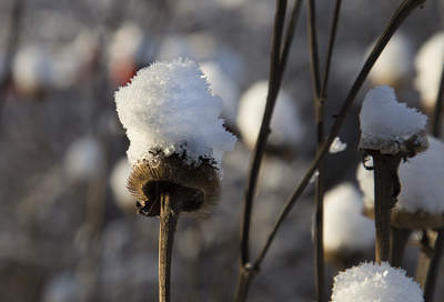 Schneekappe01