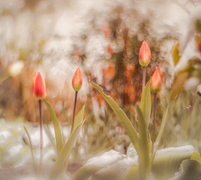 Tulpen im Schnee Tulpen im Schnee