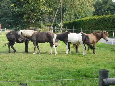 Pferde  im  Sauerland