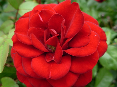 Rote Rose