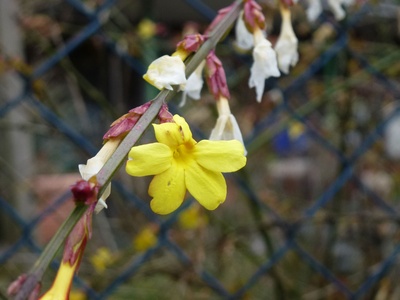 Frühlingsblüte