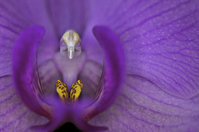 ORCHIDEE