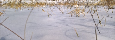 trockenes Gras im Schnee