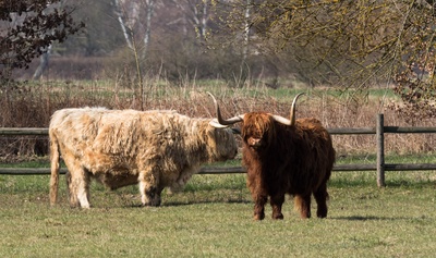Schottische Highland-Cattle