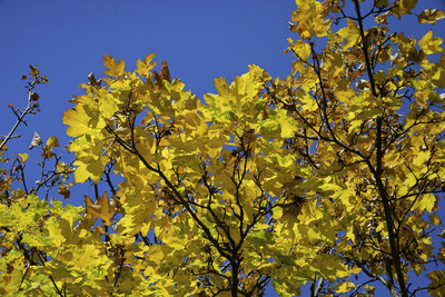 Baum im Herbst vor blauem Himmel