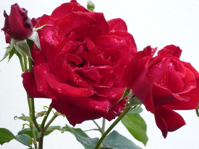 Schöne  Rosen