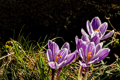 Lila Frühlingsboten Lila Frühlingsboten