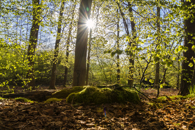 Es wird Frühling (1) Es wird Frühling (1)