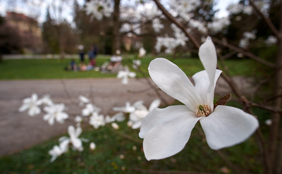 weiße Magnolie im Stadtpark