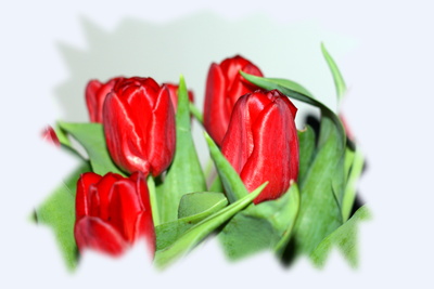 Rote Tulipa Rote Tulipa