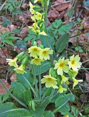 Primula veris &ndash; Schl&uuml;sselblumen