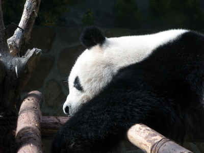 Panda, schläft gern und viel