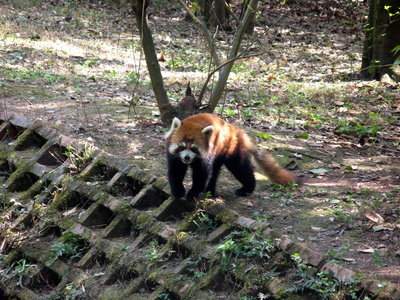 Der kleine rote Panda