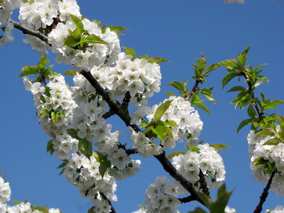 Kirschbaum in voller Blüte