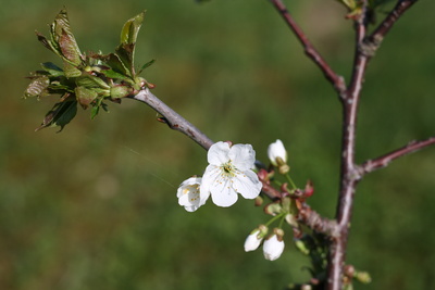 Kirschblüten