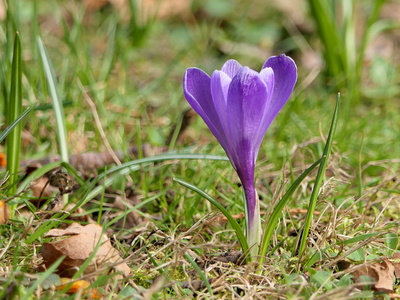 Frühling