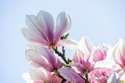 Edle Blüte Edle Blüte