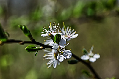 Der Frühling ist da