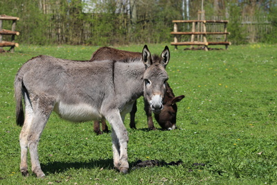 Esel&rsquo;in auf der Weide