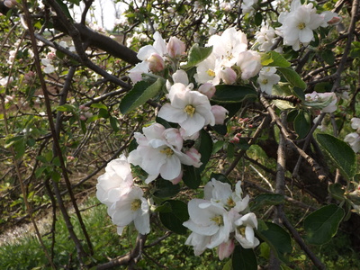 Apfelblüten im April