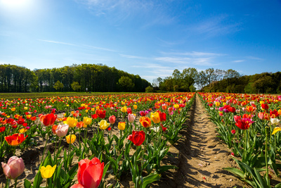 Buntes Feld Buntes Feld