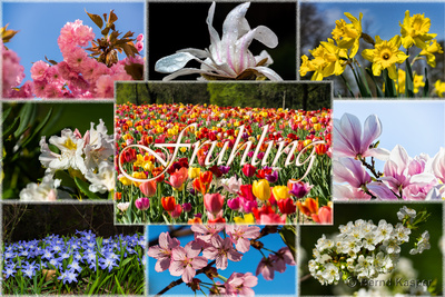 Frühling Frühling