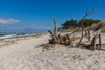 Strandgut (2) Strandgut (2)
