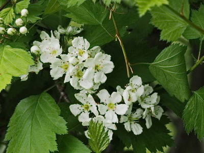 weißdornblüten
