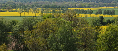 grün-gelbe landschaft im mai