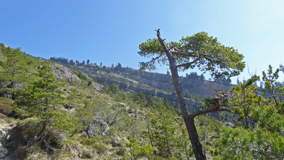 Bergsturzgebiet Goldau &ndash; Naturreservat