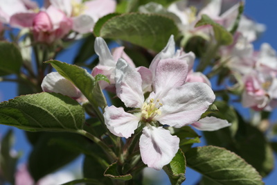 Apfelbaumblüten