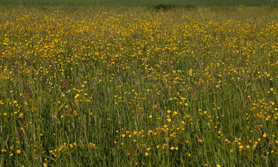 Blumenwiese