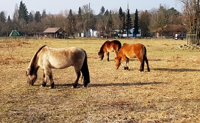 Pferde in der Domäne Dahlem - Berlin