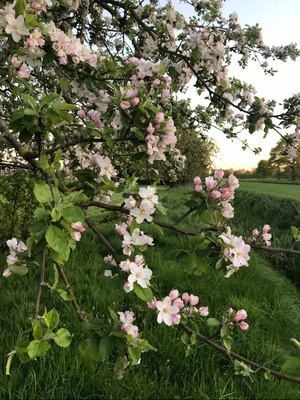 Apfelblüte 5