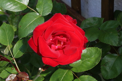 Eine Rote Rose