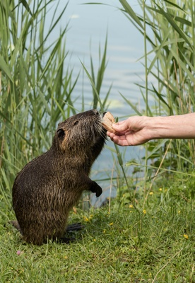 Nutria fast handzahm